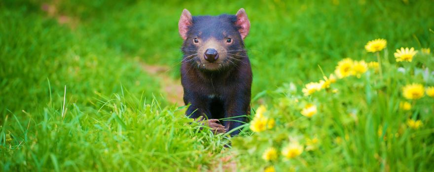 Tasmanian Devil Unzoo