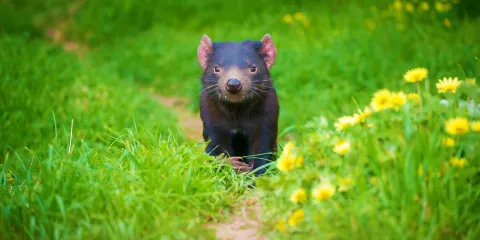 塔斯馬尼亞惡魔公園