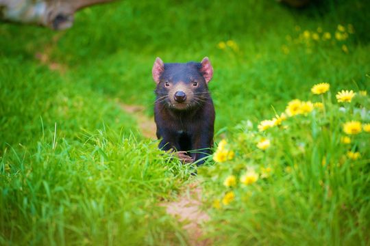 Tasmanian Devil Unzoo