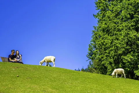 고베 시립 롯코산 목장
