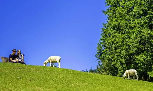 Rokkosan Pasture (Ranch)
