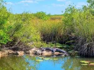 Everglades Alligator Farm