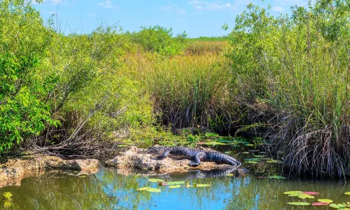 Everglades Alligator Farm