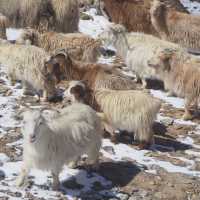 ที่ต้องห้ามพลาดใน Leh-Ladak
