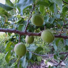 大丰收农家园 User Photo