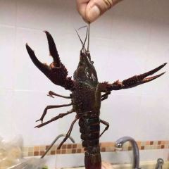 Burger & Lobster Genting User Photo