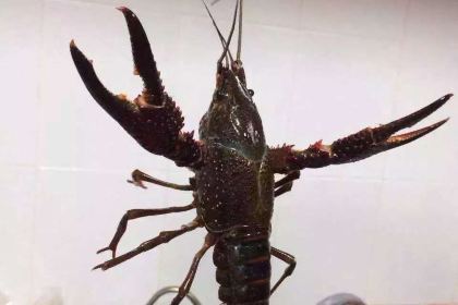 Burger & Lobster Genting