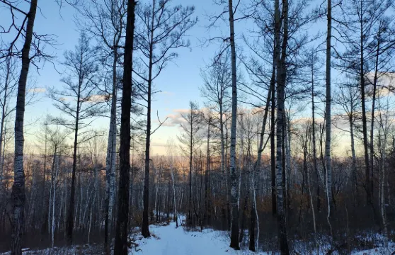 金達萊狗肉冷麵館