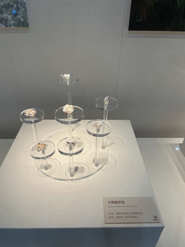 Heyuan City Museum (Heyuan Dinosaur Museum)
