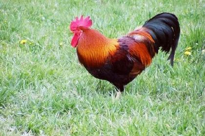 苍龙聚缘休闲山庄