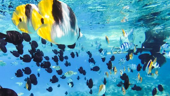 Nha Trang tiga pulau memancing laut + selam skuba + BBQ udang karang + luncuran slaid satu hari|kedai selam skuba milik sendiri