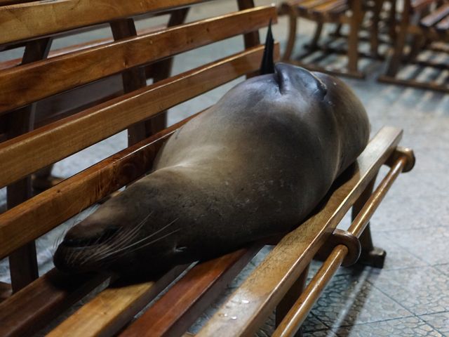 상하이문’s 갈라파고스, 에콰도르