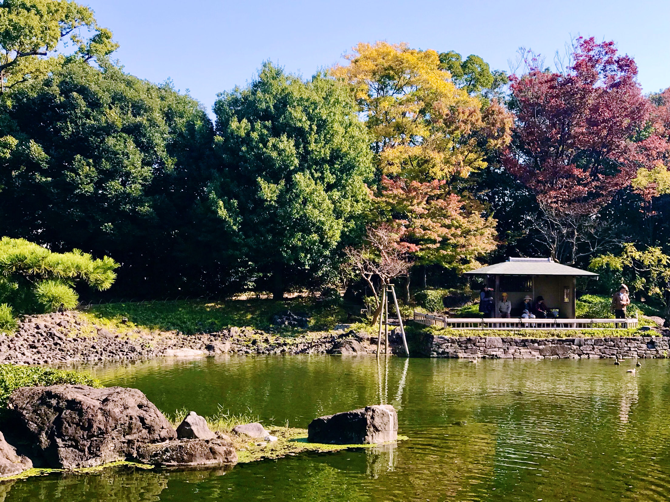 白鳥庭園景點評價 白鳥庭園門票 白鳥庭園優惠 白鳥庭園交通 地址 開放時間 白鳥庭園附近景點 酒店及美食 Trip Com