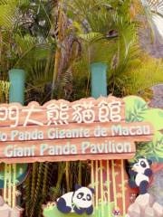 Macao Giant Panda Pavilion