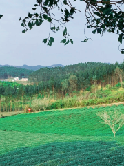 Guangxi Nongken Guoyou Daming Mountain Farm