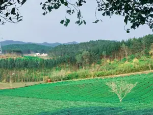 Guangxi Nongken Guoyou Daming Mountain Farm
