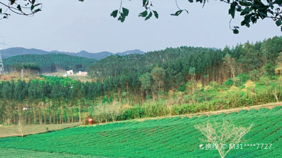 廣西農墾國有大明山農場