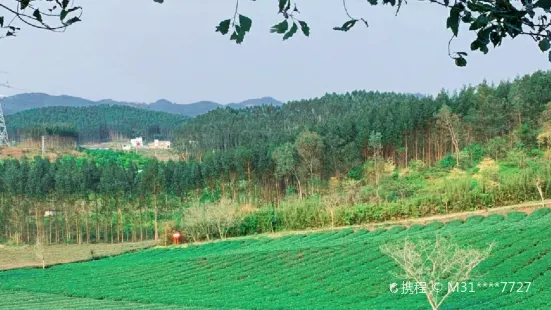 広西農墾国有大明山農場