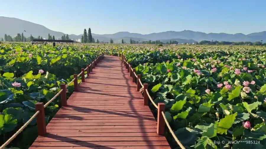 Lotus Expo Park