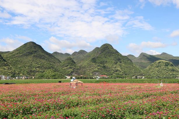 Puzhehei Flower Sea