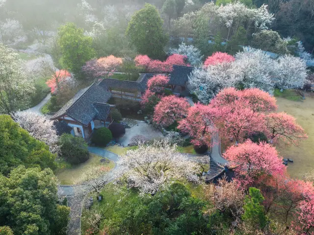 Plum Blossom Viewing in Hangzhou