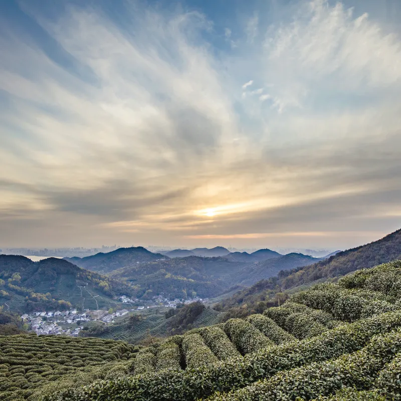 西湖龍井茶文化景區