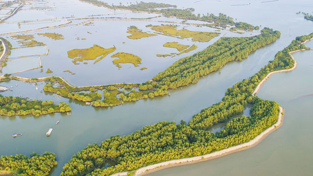 Zhanjiang Mangrove National Nature Reserve