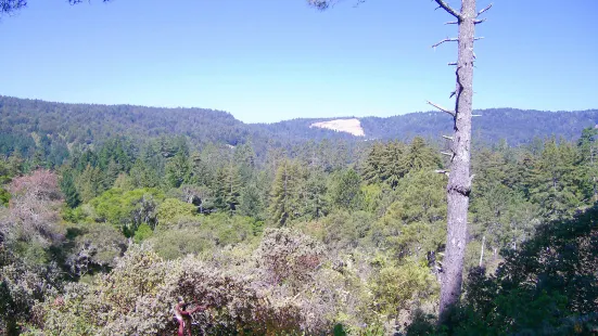 Henry Cowell Redwoods State Park