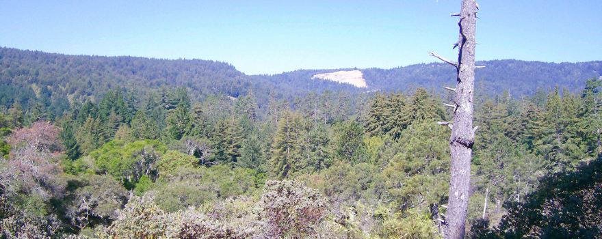Henry Cowell Redwoods State Park