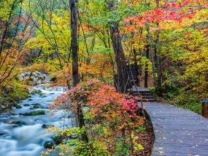 Dabinggou Forest Park