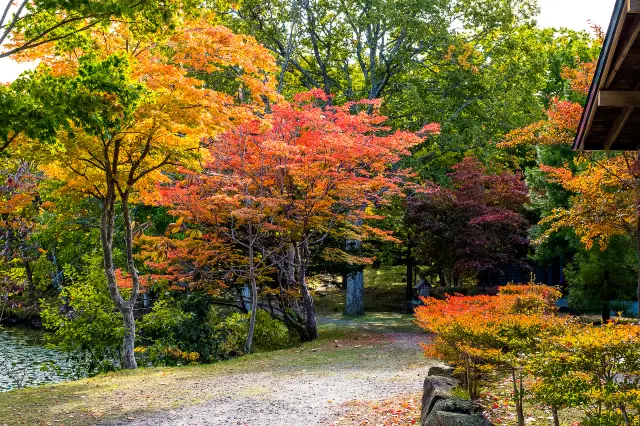 Hakodate Maple Viewing