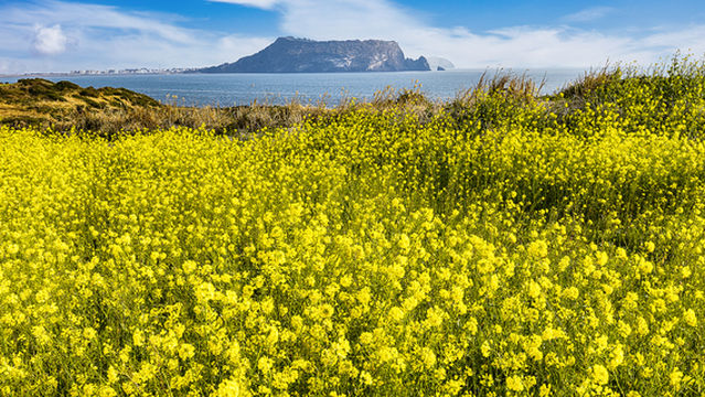 Rapeseed Flower Viewing in Seogwipo