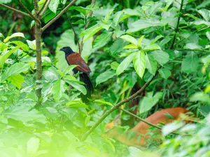 바이윈산 조류 관찰