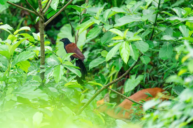 Bird Watching in Baiyun Mountain