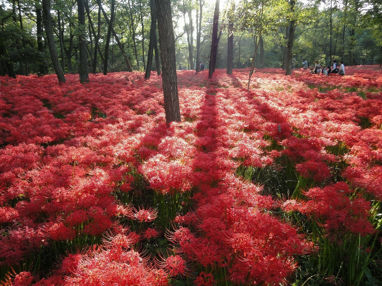 Kinchakuda Spider Lily Festival | Hidaka