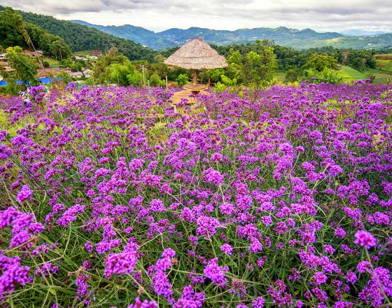 湄林 自由行套票