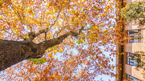 Sycamore Tree Viewing in Beijing