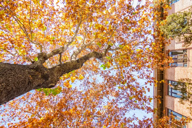 Sycamore Tree Viewing in Beijing