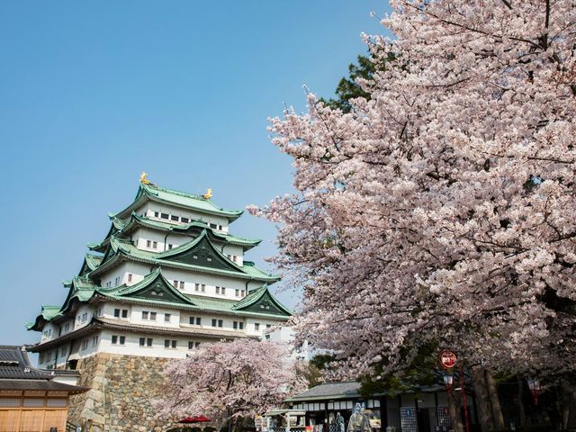 Nagoya Castle Cherry Blossom Festival | Nagoya Castle