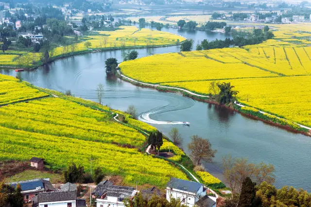 Rapeseed Flower Viewing in Chongqing