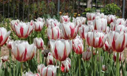 Allan Gardens
