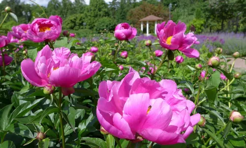 Parc Sokolniki