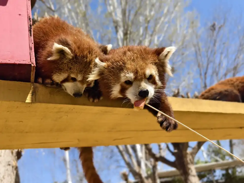 2_保定市動物園