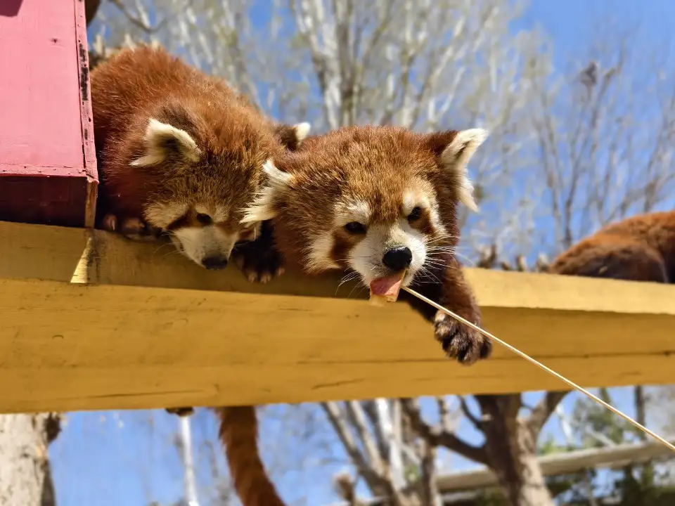 2_Baoding Zoo