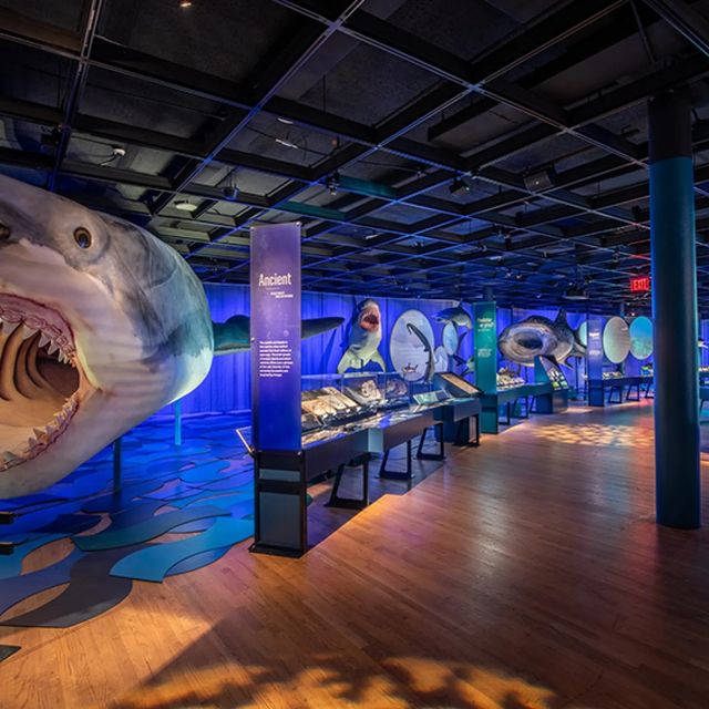 SHARKS | Royal Ontario Museum