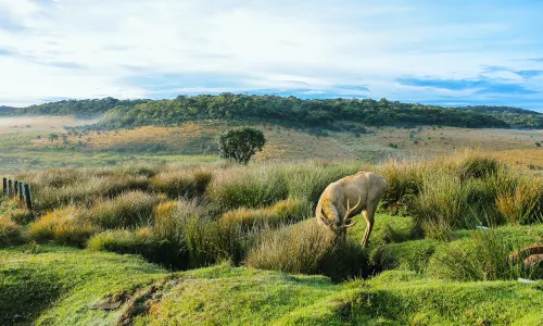 Horton-Plains-Nationalpark