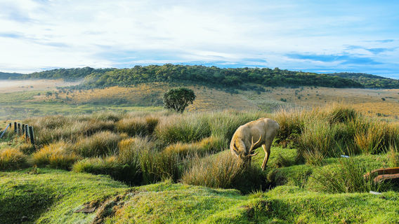 Horton Plains National Park