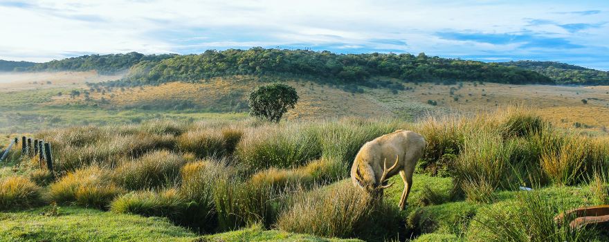 ホートン・プレインズ国立公園