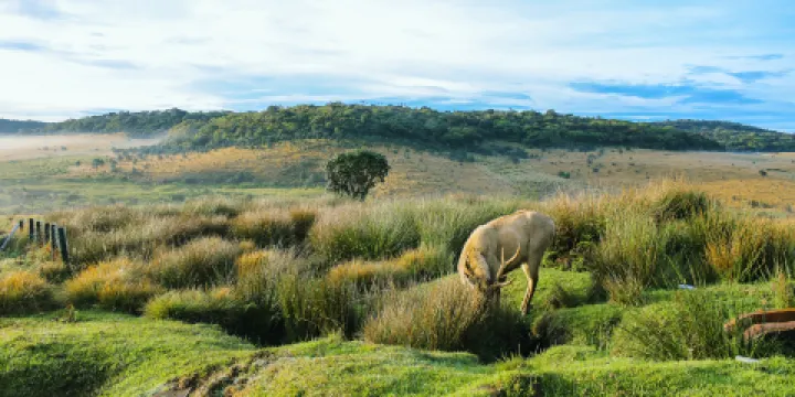 霍頓平原國家公園