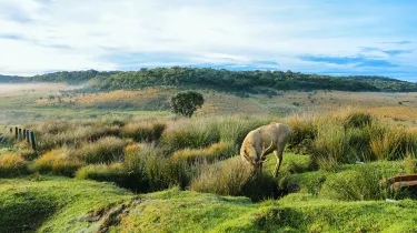Hortons Plains National Park